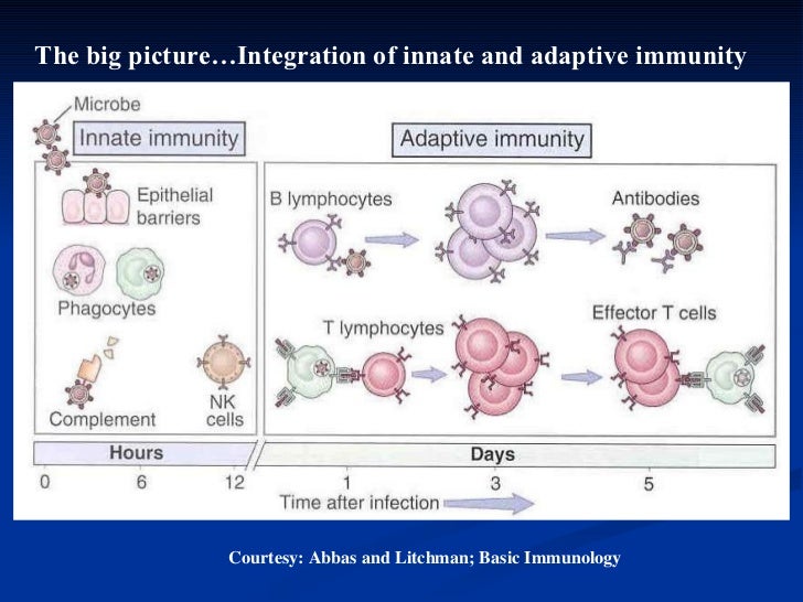 basic immunology abbas notes