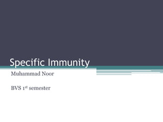 Specific Immunity
Muhammad Noor
BVS 1st semester
 