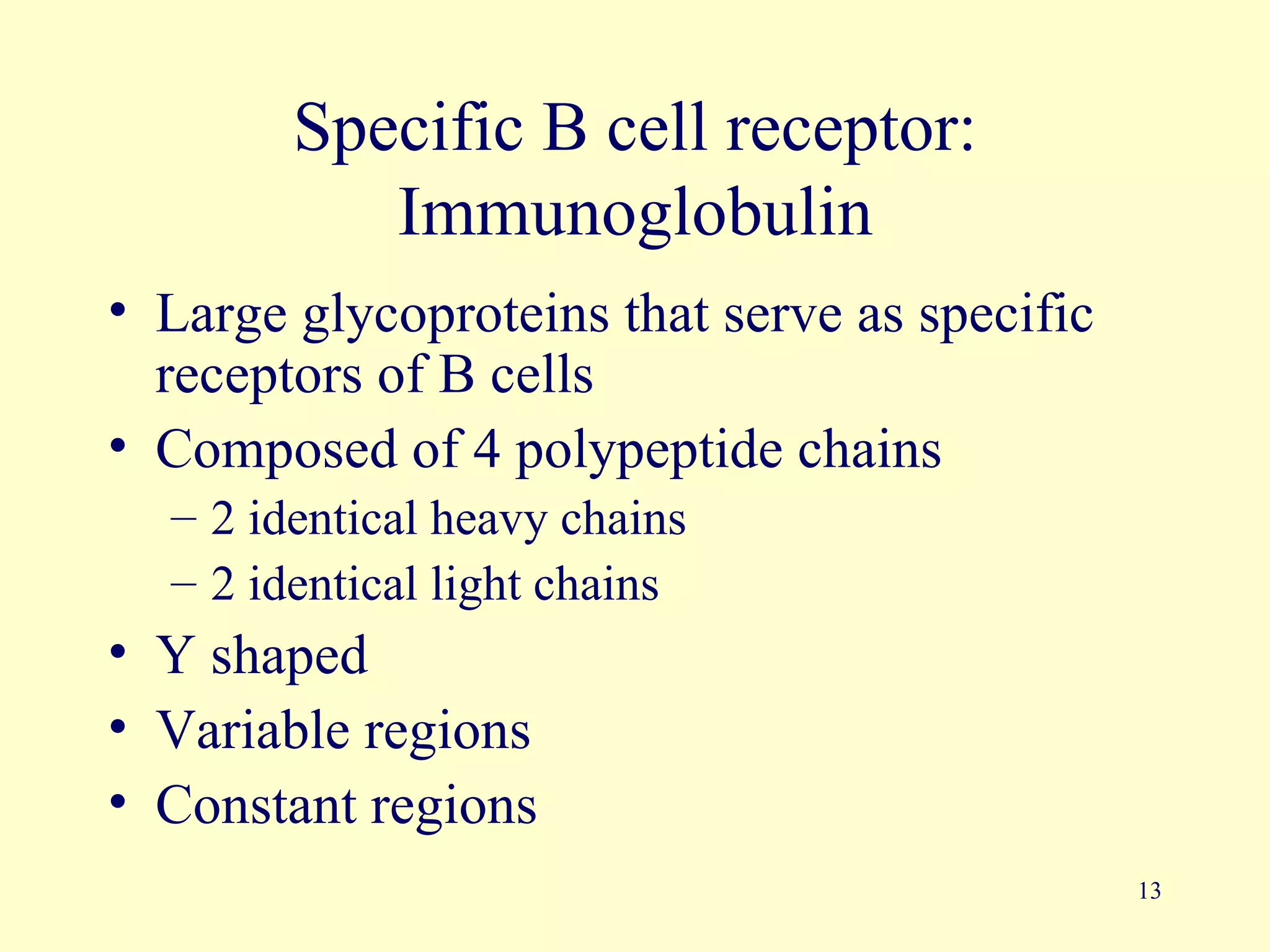 Specific B cell receptor:
           Immunoglobulin
• Large glycoproteins that serve as specific
  receptors of B cells
• Composed of 4 polypeptide chains
  – 2 identical heavy chains
  – 2 identical light chains
• Y shaped
• Variable regions
• Constant regions
                                               13
 