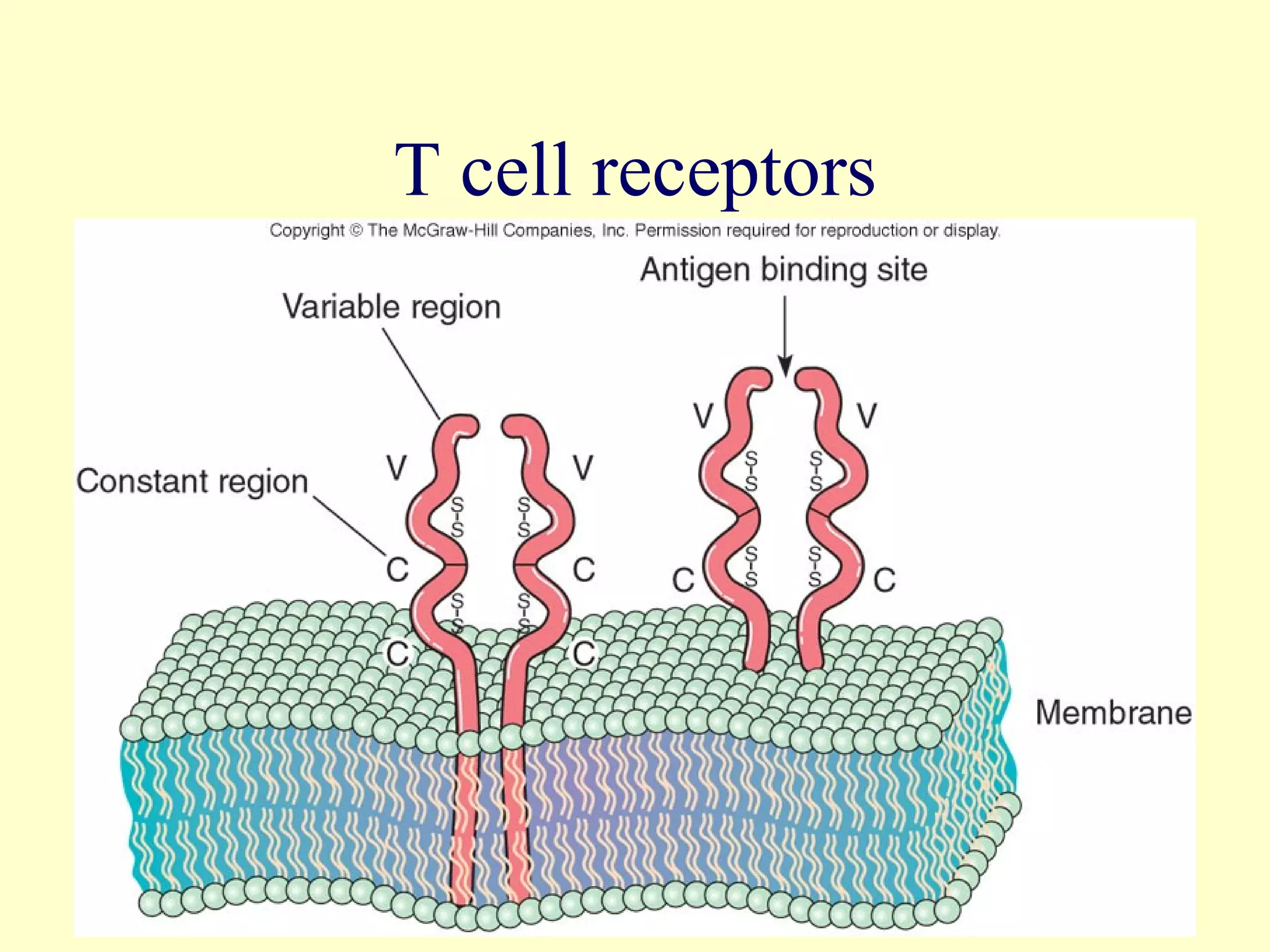 T cell receptors




                   19
 