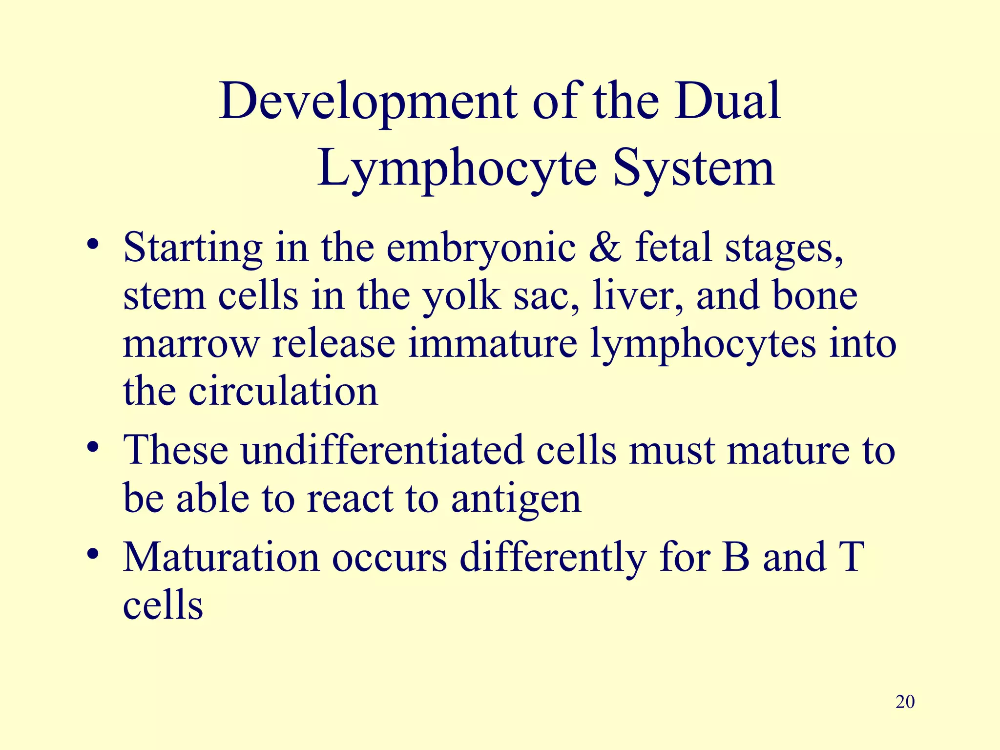 Development of the Dual
          Lymphocyte System
• Starting in the embryonic & fetal stages,
  stem cells in the yolk sac, liver, and bone
  marrow release immature lymphocytes into
  the circulation
• These undifferentiated cells must mature to
  be able to react to antigen
• Maturation occurs differently for B and T
  cells

                                            20
 