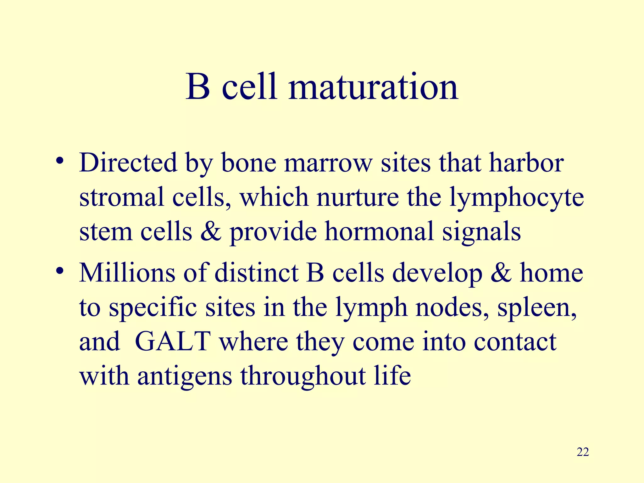 B cell maturation
• Directed by bone marrow sites that harbor
  stromal cells, which nurture the lymphocyte
  stem cells & provide hormonal signals
• Millions of distinct B cells develop & home
  to specific sites in the lymph nodes, spleen,
  and GALT where they come into contact
  with antigens throughout life

                                              22
 