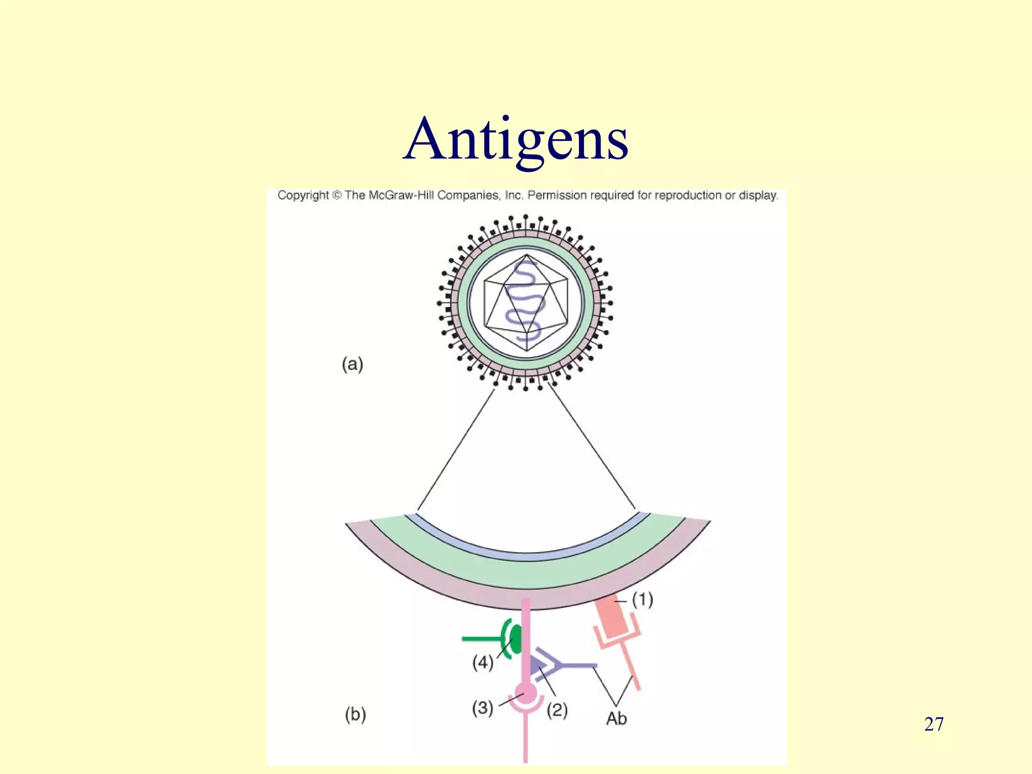 Antigens




           27
 
