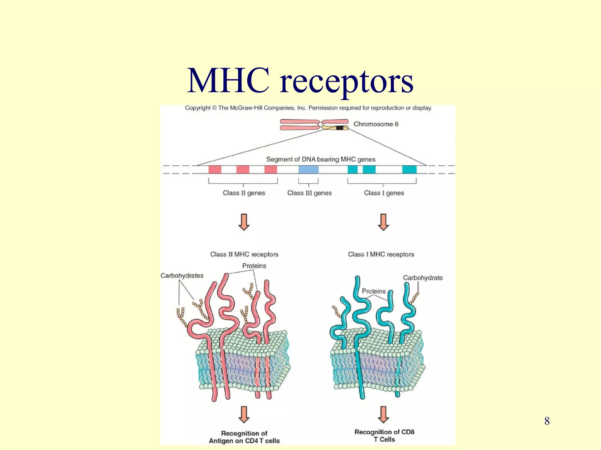 MHC receptors




                8
 