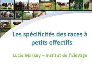 Les spécificités des races à
petits effectifs
Lucie Markey – Institut de l’Elevage
 