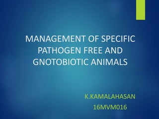 MANAGEMENT OF SPECIFIC
PATHOGEN FREE AND
GNOTOBIOTIC ANIMALS
K.KAMALAHASAN
16MVM016
 