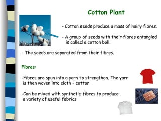 Cotton Plant ,[object Object],[object Object],[object Object],- The seeds are separated from their fibres. ,[object Object],[object Object],[object Object],[object Object],[object Object]