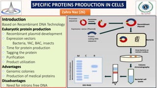SPECIFIC PROTEINS PRODUCTION IN CELLS
Zahra Naz (26)
Introduction
Based on Recombinant DNA Technology
Eukaryotic protein production
Recombinant plasmid development
Expression vectors
Bacteria, YAC, BAC, insects
Time for protein production
Tagging the protein
Purification
Product utilization
Advantages
Genomic colonies
Production of medical proteins
Disadvantages
Need for introns free DNA
 