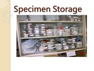 Specimen Storage
 
