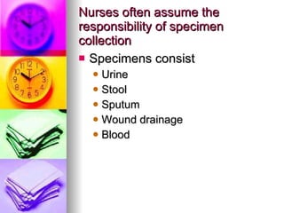 Nurses often assume the responsibility of specimen collection Specimens consist  Urine Stool Sputum Wound drainage Blood 