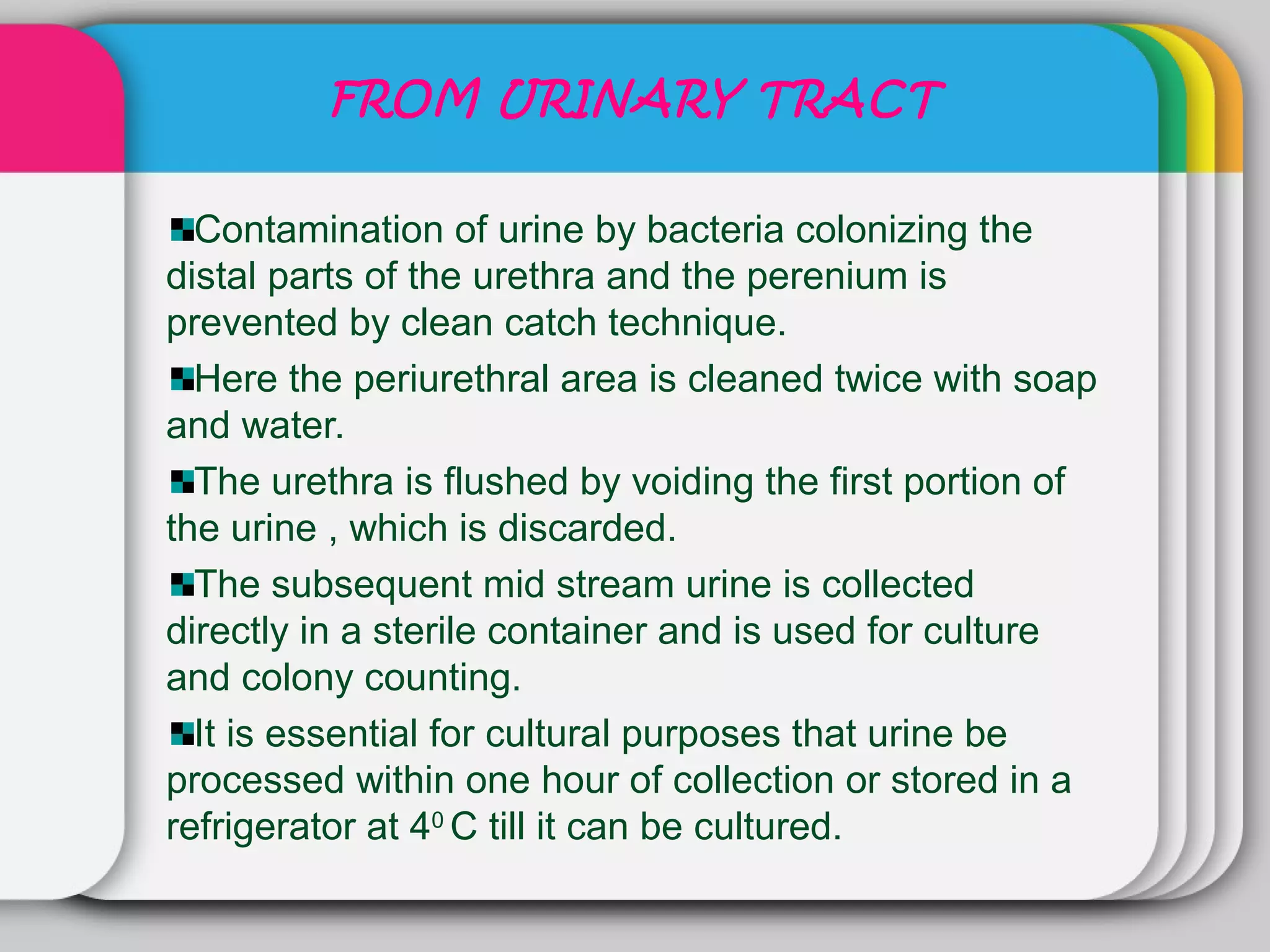 FROM URINARY TRACT

  Contamination of urine by bacteria colonizing the
distal parts of the urethra and the perenium is
prevented by clean catch technique.
  Here the periurethral area is cleaned twice with soap
and water.
  The urethra is flushed by voiding the first portion of
the urine , which is discarded.
  The subsequent mid stream urine is collected
directly in a sterile container and is used for culture
and colony counting.
  It is essential for cultural purposes that urine be
processed within one hour of collection or stored in a
refrigerator at 40 C till it can be cultured.
 