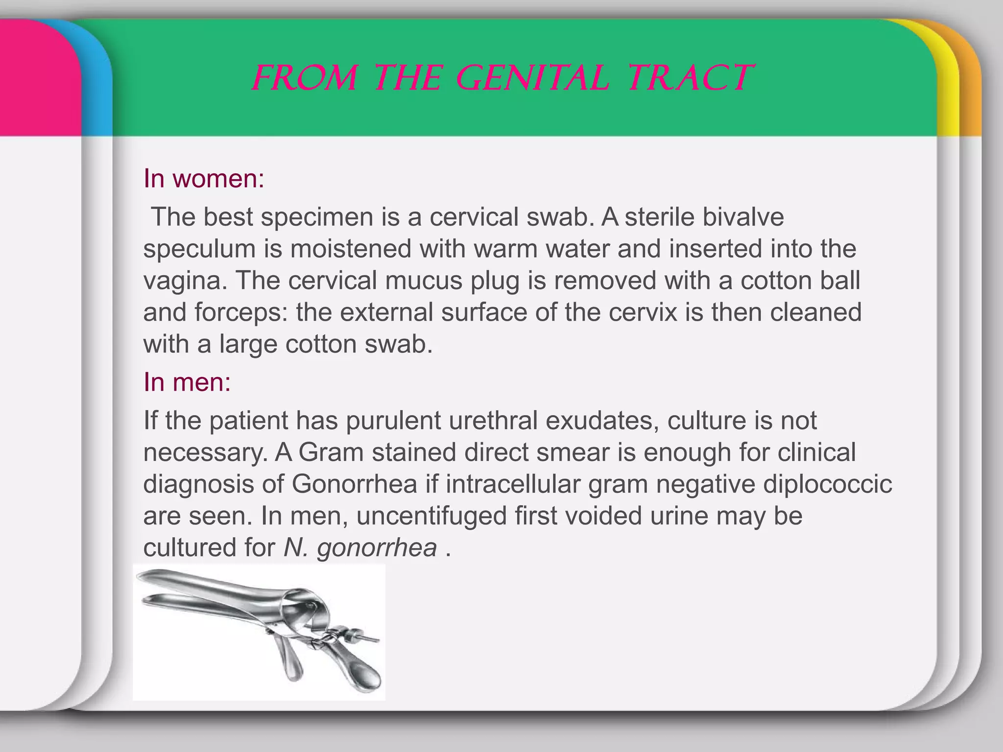 FROM THE GENITAL TRACT

In women:
 The best specimen is a cervical swab. A sterile bivalve
speculum is moistened with warm water and inserted into the
vagina. The cervical mucus plug is removed with a cotton ball
and forceps: the external surface of the cervix is then cleaned
with a large cotton swab.
In men:
If the patient has purulent urethral exudates, culture is not
necessary. A Gram stained direct smear is enough for clinical
diagnosis of Gonorrhea if intracellular gram negative diplococcic
are seen. In men, uncentifuged first voided urine may be
cultured for N. gonorrhea .
 