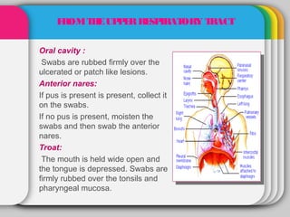 F OM T E UP E RE IR ORY T ACT
      R    H    P R SP AT     R

Oral cavity :
 Swabs are rubbed firmly over the
ulcerated or patch like lesions.
Anterior nares:
If pus is present is present, collect it
on the swabs.
If no pus is present, moisten the
swabs and then swab the anterior
nares.
Troat:
 The mouth is held wide open and
the tongue is depressed. Swabs are
firmly rubbed over the tonsils and
pharyngeal mucosa.
 