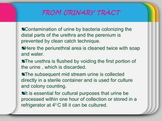 FROM URINARY TRACT

  Contamination of urine by bacteria colonizing the
distal parts of the urethra and the perenium is
prevented by clean catch technique.
  Here the periurethral area is cleaned twice with soap
and water.
  The urethra is flushed by voiding the first portion of
the urine , which is discarded.
  The subsequent mid stream urine is collected
directly in a sterile container and is used for culture
and colony counting.
  It is essential for cultural purposes that urine be
processed within one hour of collection or stored in a
refrigerator at 40 C till it can be cultured.
 
