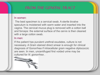 FROM THE GENITAL TRACT

In women:
 The best specimen is a cervical swab. A sterile bivalve
speculum is moistened with warm water and inserted into the
vagina. The cervical mucus plug is removed with a cotton ball
and forceps: the external surface of the cervix is then cleaned
with a large cotton swab.
In men:
If the patient has purulent urethral exudates, culture is not
necessary. A Gram stained direct smear is enough for clinical
diagnosis of Gonorrhea if intracellular gram negative diplococcic
are seen. In men, uncentifuged first voided urine may be
cultured for N. gonorrhea .
 