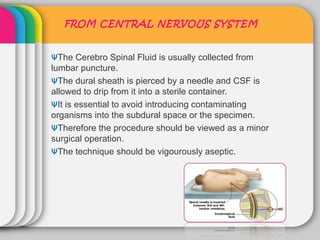 FROM CENTRAL NERVOUS SYSTEM


ᴪThe Cerebro Spinal Fluid is usually collected from
lumbar puncture.
ᴪThe dural sheath is pierced by a needle and CSF is
allowed to drip from it into a sterile container.
ᴪIt is essential to avoid introducing contaminating
organisms into the subdural space or the specimen.
ᴪTherefore the procedure should be viewed as a minor
surgical operation.
ᴪThe technique should be vigourously aseptic.
 
