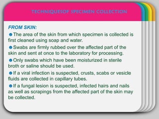 TECHNIQUESOF SPECIMEN COLLECTION


FROM SKIN:            WINTER
                        Template
☻The area of the skin from which specimen is collected is
first cleaned using soap and water.
☻Swabs are firmly rubbed over the affected part of the
skin and sent at once to the laboratory for processing.
☻Only swabs which have been moisturized in sterile
broth or saline should be used.
☻If a viral infection is suspected, crusts, scabs or vesicle
fluids are collected in capillary tubes.
☻If a fungal lesion is suspected, infected hairs and nails
as well as scrapings from the affected part of the skin may
be collected.
 