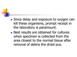  Since delay and exposure to oxygen can
kill these organisms, prompt receipt in
the laboratory is paramount.
 Best results are obtained for cultures
when specimen is collected from the
area closest to the normal tissue after
removal of debris the dried pus.
 