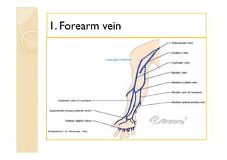 11. Forearm vein. Forearm vein
 