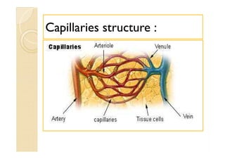 Capillaries structure :Capillaries structure :
 