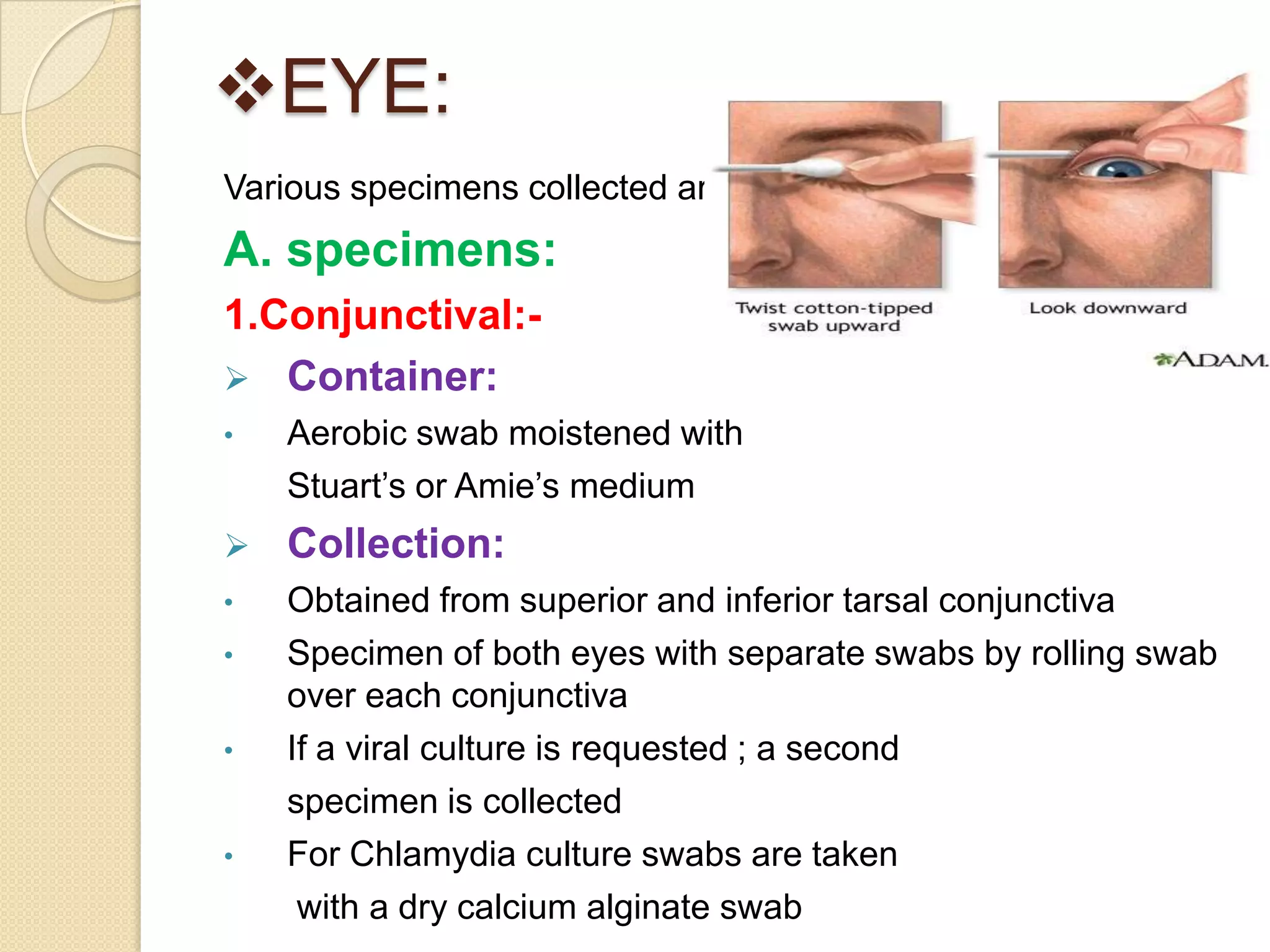EYE:
Various specimens collected are:
A. specimens:
1.Conjunctival:-
 Container:
• Aerobic swab moistened with
Stuart’s or Amie’s medium
 Collection:
• Obtained from superior and inferior tarsal conjunctiva
• Specimen of both eyes with separate swabs by rolling swab
over each conjunctiva
• If a viral culture is requested ; a second
specimen is collected
• For Chlamydia culture swabs are taken
with a dry calcium alginate swab
 