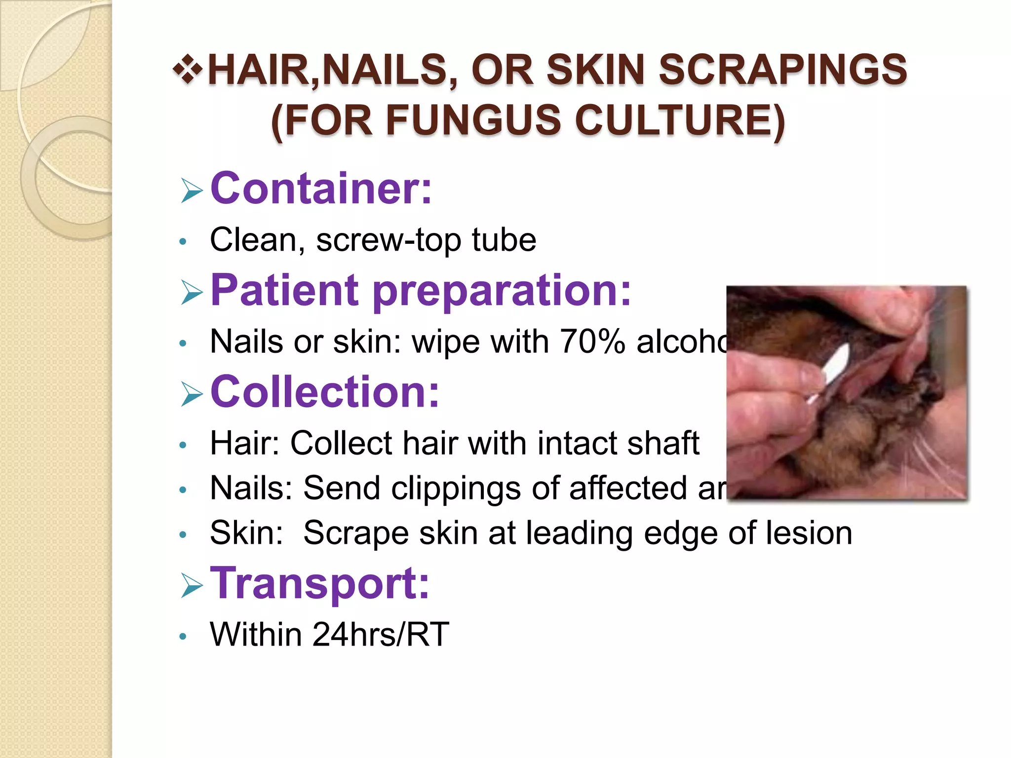 HAIR,NAILS, OR SKIN SCRAPINGS
(FOR FUNGUS CULTURE)
Container:
• Clean, screw-top tube
Patient preparation:
• Nails or skin: wipe with 70% alcohol
Collection:
• Hair: Collect hair with intact shaft
• Nails: Send clippings of affected area
• Skin: Scrape skin at leading edge of lesion
Transport:
• Within 24hrs/RT
 