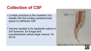 Position For Csf Collection Specimen collection procedure........... | PPTX