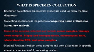 WHAT IS SPECIMEN COLLECTION
• Specimen collection is an essential procedure used for many medical
diagnoses.
• Collecting specimens is the process of acquiring tissue or fluids for
laboratory analysis.
• Some of the samples collected may include serum samples, virology
swab samples, biopsy and necropsy tissue, cerebrospinal fluid,
whole blood for PCR, and urine samples.
• Medical Assistants collect these samples and then place them in specific
containers for successful processing in a lab.
 