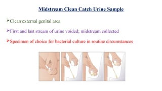 URINE SPECIMEN COLLECTION AND HANDLING CLASS 1 FOR ALL PARAMEDICAL OR ...