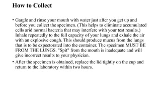 How to Collect
• Gargle and rinse your mouth with water just after you get up and
before you collect the specimen. (This helps to eliminate accumulated
cells arid normal bacteria that may interfere with your test results.)
Inhale repeatedly to the full capacity of your lungs and exhale the air
with an explosive cough. This should produce mucus from the lungs
that is to be expectorated into the container. The specimen MUST BE
FROM THE LUNGS. "Spit" from the mouth is inadequate and will
give incorrect results to your physician.
• After the specimen is obtained, replace the lid tightly on the cup and
return to the laboratory within two hours.
 
