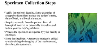 Specimen Collection Steps
• Verify the patient’s identity. Some examples of
acceptable identifiers include the patient’s name,
date of birth, and hospital number.
• Acquire a sample from the patient. Treat all
biological material as potentially hazardous and
follow your facility’s guidelines.
• Process the specimen as required by your facility or
employer.
• Store the specimen. Appropriate storage is critical
to maintaining the integrity of the specimen and,
therefore, the test results.
 