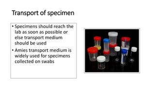 Specimen collection for clinical microbiology laboratory | PPTX