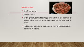 Comprehensive Overview of Molar and Ectopic Pregnancies with Placental ...