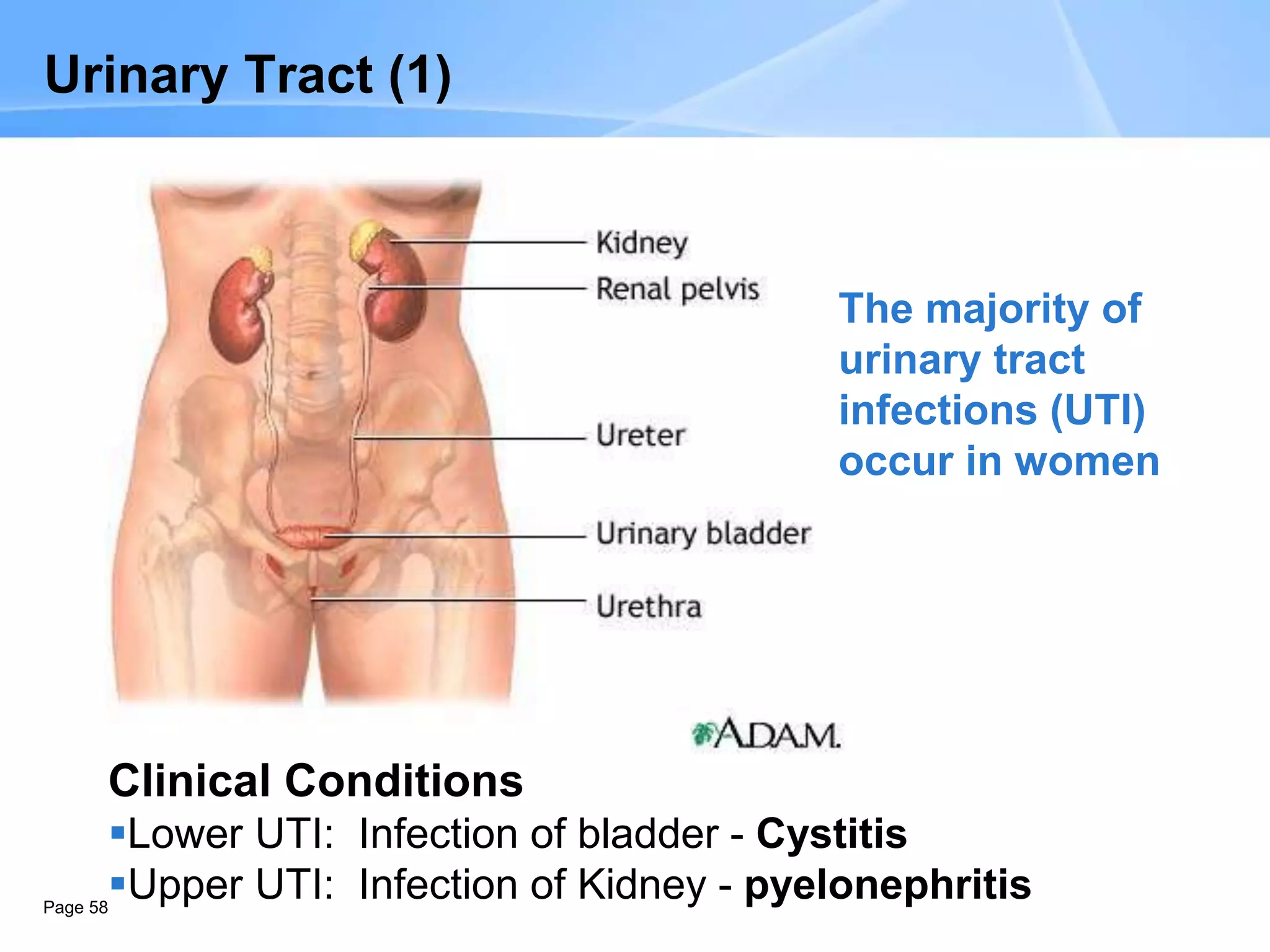 Page 58
Urinary Tract (1)
Clinical Conditions
Lower UTI: Infection of bladder - Cystitis
Upper UTI: Infection of Kidney - pyelonephritis
The majority of
urinary tract
infections (UTI)
occur in women
 