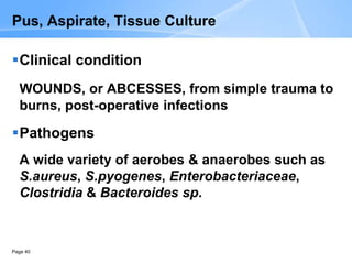 Page 40
Pus, Aspirate, Tissue Culture
Clinical condition
WOUNDS, or ABCESSES, from simple trauma to
burns, post-operative infections
Pathogens
A wide variety of aerobes & anaerobes such as
S.aureus, S.pyogenes, Enterobacteriaceae,
Clostridia & Bacteroides sp.
 