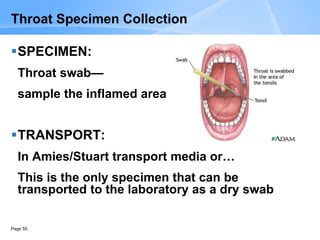 Page 55
Throat Specimen Collection
SPECIMEN:
Throat swab—
sample the inflamed area
TRANSPORT:
In Amies/Stuart transport media or…
This is the only specimen that can be
transported to the laboratory as a dry swab
 