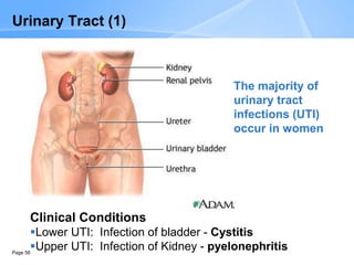 Page 58
Urinary Tract (1)
Clinical Conditions
Lower UTI: Infection of bladder - Cystitis
Upper UTI: Infection of Kidney - pyelonephritis
The majority of
urinary tract
infections (UTI)
occur in women
 