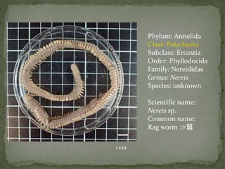 Errantia Label Annelida specimens | PPTX