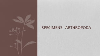 SPECIMENS - ARTHROPODA
 