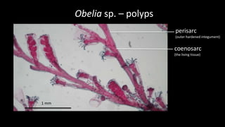 Cnidaria specimens | PPTX