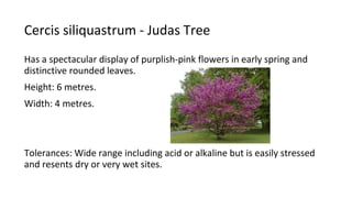 Cercis siliquastrum - Judas Tree
Has a spectacular display of purplish-pink flowers in early spring and
distinctive rounded leaves.
Height: 6 metres.
Width: 4 metres.
Tolerances: Wide range including acid or alkaline but is easily stressed
and resents dry or very wet sites.
 