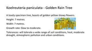Koelreuteria paniculata - Golden Rain Tree
A lovely specimen tree, boasts of golden yellow showy flowers.
Height: 7 metres.
Width: 7 metres.
Growth rate: Slow to moderate.
Tolerances: will tolerate a wide range of soil conditions, heat, moderate
drought, atmospheric pollution and urban conditions.
 