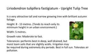Liriodendron tulipifera fastigiatum - Upright Tulip Tree
Is a very attractive tall and narrow growing tree with brilliant autumn
foliage.
Height: 8 - 13 metres. (Tends to reach only its
minimum height in an urban environment.)
Width: 5 metres.
Growth rate: Moderate to fast.
Tolerances: performs best in deep, well drained, but
moist loam soils that are slightly acidic. Irrigation may
be required during extremely dry periods. Best in full sun. Tolerates air
pollution.
 