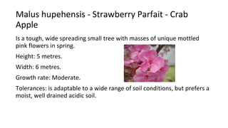 Malus hupehensis - Strawberry Parfait - Crab
Apple
Is a tough, wide spreading small tree with masses of unique mottled
pink flowers in spring.
Height: 5 metres.
Width: 6 metres.
Growth rate: Moderate.
Tolerances: is adaptable to a wide range of soil conditions, but prefers a
moist, well drained acidic soil.
 
