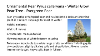 Ornamental Pear Pyrus calleryana - Winter Glow
Pear Tree - Evergreen Pear
Is an attractive ornamental pear and has become a popular screening
plant as it retains its foliage for most of winter.
Height: 6 metres
Width: 4 metres
Growth rate: medium to fast
Flowers: masses of white blossum in spring
Tolerances: Adaptable to a wide range of site conditions including quite
dry conditions, slightly alkaline soils and air pollution. Able to handle
intermittently wet, heavy soils. Best in full sun.
 