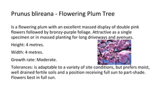 Prunus blireana - Flowering Plum Tree
Is a flowering plum with an excellent massed display of double pink
flowers followed by bronzy-purple foliage. Attractive as a single
specimen or in massed planting for long driveways and avenues.
Height: 4 metres.
Width: 4 metres.
Growth rate: Moderate.
Tolerances: is adaptable to a variety of site conditions, but prefers moist,
well drained fertile soils and a position receiving full sun to part-shade.
Flowers best in full sun.
 