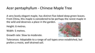 Acer pentaphyllum - Chinese Maple Tree
A very lovely elegant maple, has distinct five-lobed deep green leaves.
From China, this maple is considered to be perhaps the rarest maple in
the wild and deserves a place in the garden.
Height: 6 metres.
Width: 5 metres.
Growth rate: Slow to moderate.
Tolerances: Adaptable to a range of soil types once established, but
prefers a moist, well drained soil.
 