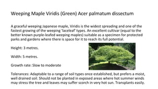 Weeping Maple Viridis (Green) Acer palmatum dissectum
A graceful weeping Japanese maple, Viridis is the widest spreading and one of the
fastest growing of the weeping 'laceleaf' types. An excellent cultivar (equal to the
better known purple-leafed weeping maples) suitable as a specimen for protected
parks and gardens where there is space for it to reach its full potential.
Height: 3 metres.
Width: 5 metres.
Growth rate: Slow to moderate
Tolerances: Adaptable to a range of soil types once established, but prefers a moist,
well drained soil. Should not be planted in exposed areas where hot summer winds
may stress the tree and leaves may suffer scorch in very hot sun. Transplants easily.
 