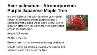 Acer palmatum - Atropurpureum
Purple Japanese Maple Tree
Is a small, dense tree with excellent year-round
colour. Magnificent bronze-purple foliage is
combined with a good shape and a useful size to
make an attractive specimen tree for a protected
area in the landscape.
Height: 3.5 metres.
Width: 3 metres.
Growth rate: has a slow to moderate growth rate.
Should not be planted in exposed areas where hot
summer winds may stress the tree.
 