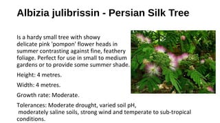 Albizia julibrissin - Persian Silk Tree
Is a hardy small tree with showy
delicate pink 'pompon' flower heads in
summer contrasting against fine, feathery
foliage. Perfect for use in small to medium
gardens or to provide some summer shade.
Height: 4 metres.
Width: 4 metres.
Growth rate: Moderate.
Tolerances: Moderate drought, varied soil pH,
moderately saline soils, strong wind and temperate to sub-tropical
conditions.
 